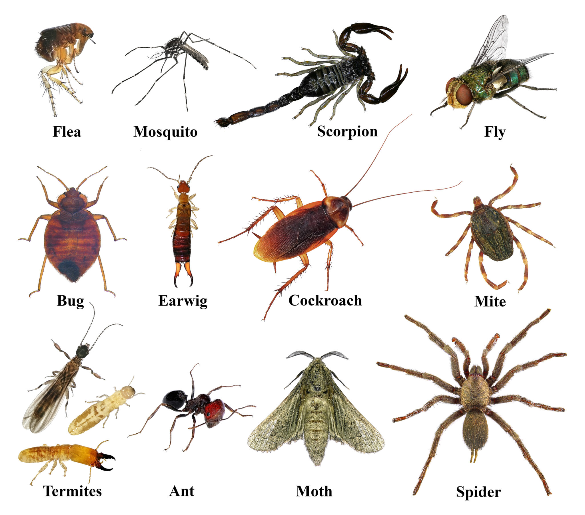 Dubbo Insects Why Local Expertise Matters in Pest and Hygiene Management - Hygiene & Bugs
